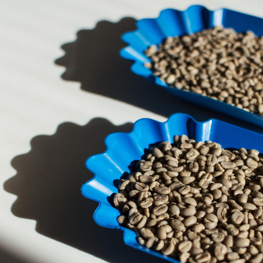 Green coffee samples in coffee trays.